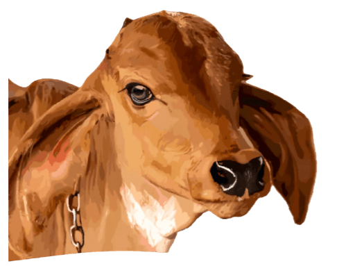 Sacred Badri Cow